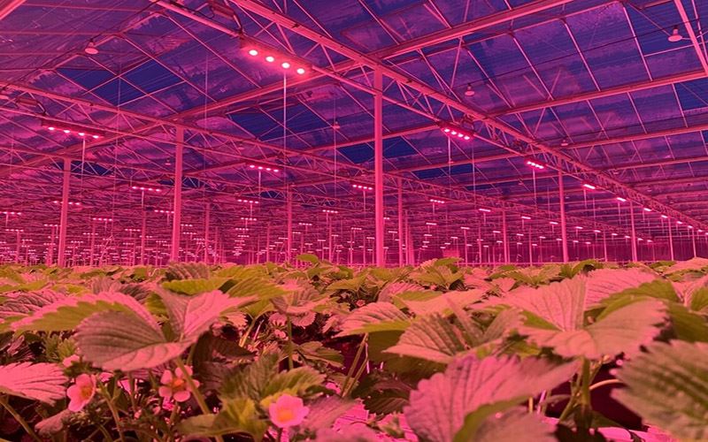projecst-Strawberries-Belgium projecst-Strawberries-Belgium